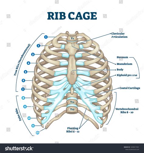 Ribs Anatomy .